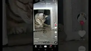 Как подать жалобу если у вас украли видео в ТикТок