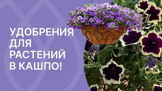 Растения в кашпо! Выбираем удобрения для длительного цветения!