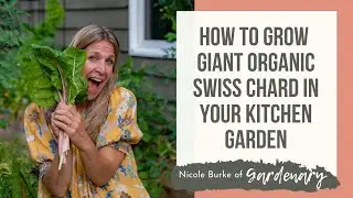 How to Grow Giant Organic Swiss Chard in Your Kitchen Garden