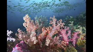 Diving Khao Lak, Similan Thailand underwater video with cuttlefish, lionfish, whale shark