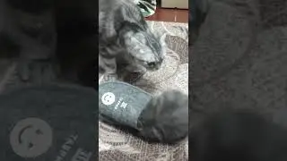 Котенок против тапка 