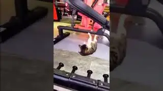 The cat is a bodybuilder/ Кот-бодибилдер 😂😂😂😼😼😼💪💪💪