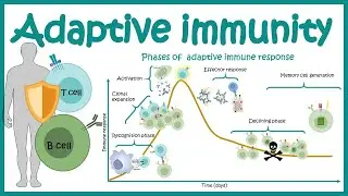 Adaptive immune response ( cellular players ,phases and mechanism)