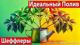 Идеальный Полив Шеффлеры: Секреты, Которые Вы Должны Знать
