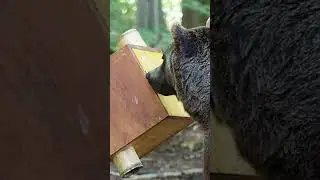 Rescued Bear Erich Solves Treat Puzzle - and Wants More! | FOUR PAWS USA