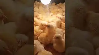 Цыплята Бройлера Baby chick 🐤