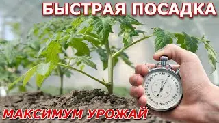 Быстрая посадка томатов