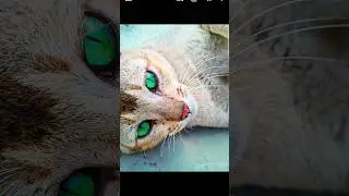 Imc 8.4 config file download।#gcamxml #lmc8_4 #gcam #gcamcamera