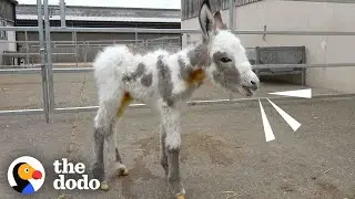 Orphaned Baby Donkey Cried For Days Until He Found A New Mom | The Dodo