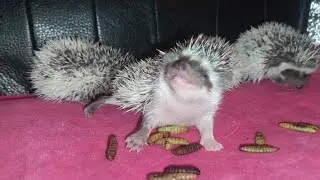 🥰😂 Очень смешные ёжики) Funny hedgehogs 🦔 
