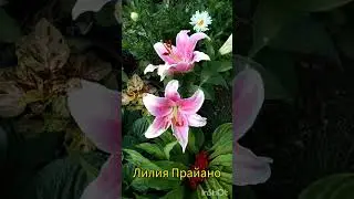 Лилия Прайано! Первое цветение!