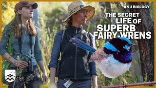 The intricate social lives of superb fairy-wrens