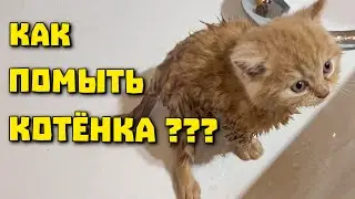 Решили помыть котенка и вот что из этого вышло!