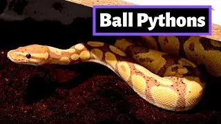 Ball Pythons Are The Perfect Pet Reptile