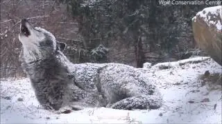 The Wolf's Howl Gives You Chills. The Good Kind.