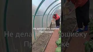 Не делайте эту ошибку при посадке рассады 