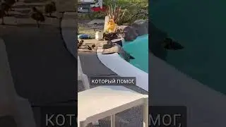 Спасение утят: человек строит 