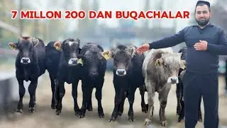 7 Millon 200 Dan Qirg'iziston Buqalari Sardor Aka Narxlarni Tekin Qivordi 4-noyabr, 2024