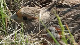 Куропатка на гнезде / Grey partridge nest