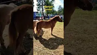 Очень красивые пони. The beautiful ponies. 