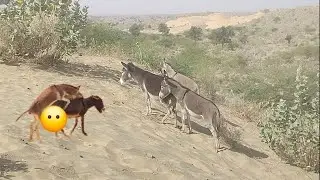 Donkey meeting mode #donkey