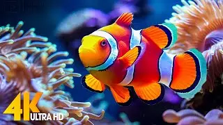 Aquarium 4K VIDEO (ULTRA HD) 🐠 Beautiful Coral Reef Fish - Relaxing Sleep Meditation Music 