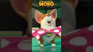 Моко влюбился?!#MOCO#коргипоименимоко#shorts