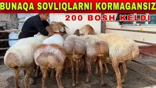 OZODBEKGA 200 BOSH GEGANT BOGOZ SOVLIQLAR KELDI NARXNI YORDI