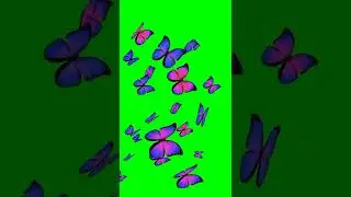 Butterflies Green Screen and Blue Screen vfx effect video