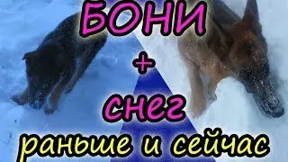 Немецкая овчарка и много много снега // Бони // Снег // Жизнь в деревне