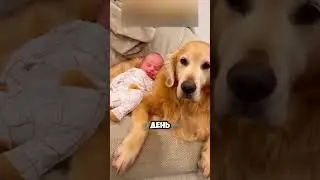 Ребенок лабрадора 👶🏼🐶 