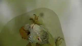 Мальчик в ванне