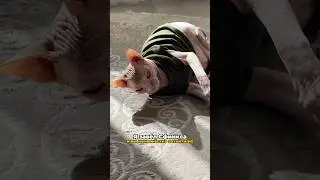Я Завёл Сфинкса Добби! 😸 Чем его кормить? Подобираем Корм! 