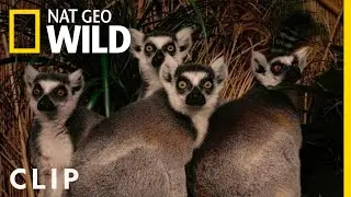 Brightening the Future of Endangered Animals | Nat Geo WILD