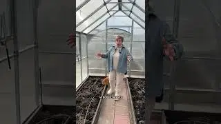 ПОЧЕМУ ПОЧВА В ТЕПЛИЦЕ ПОЗЕЛЕНЕЛА И ЧТО С ЭТИМ ДЕЛАТЬ!