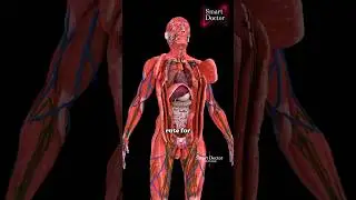 Discover the Secrets of Your Body | Top Anatomy Video ✨🫀
