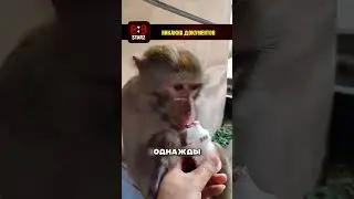 История ЛЕГЕНДАРНОЙ ОБЕЗЬЯНЫ 😥🐒