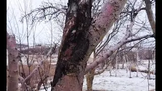 Черный рак яблони. Не медлите с решением!