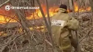 Чудесное спасение ежа из пожара