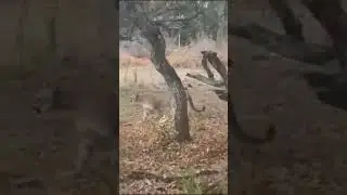 Mountain lion encounter #shorts