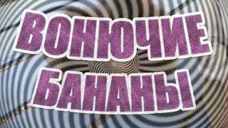 Ты обезьяна