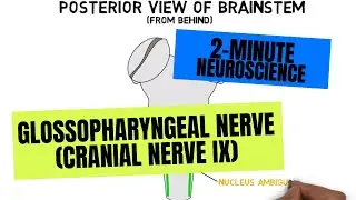 2-Minute Neuroscience: Glossopharyngeal Nerve (Cranial Nerve IX)