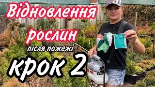 Після ПОЖЕЖІ відновлення РОСЛИН. Крок 2. Гормони.