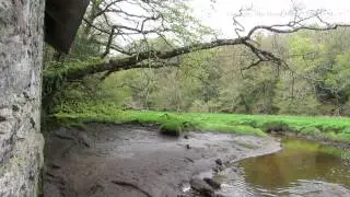 Walk along the River Fowey by Milltown Pill in Cornwall