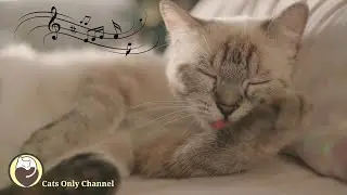 Soothing Music for Cats - Piano Music to Relax and Calm Cats