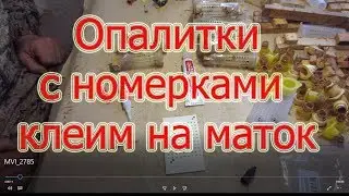МЕЧЕНИЕ МАТОК ОПАЛИТКАМИ С НОМЕРКАМИ, КАК МЫ КЛЕИМ???🔥🔥🔥