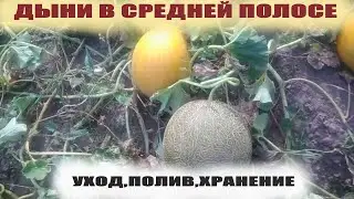 Как поливать дыни во время налива,обрезать,хранить.Немного об ошибках из своего опыта
