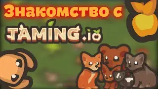 Знакомство с Taming.io! | От Нуба к Про!