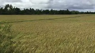 Paddy Field and Sky - Alappuzha | Check Description Below