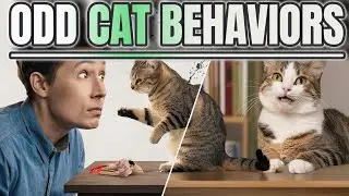 Why Does My Cat Do That? Hilarious Feline Behavior Explained!  / Cat World Academy